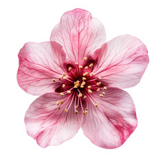 Naklejka premium Beautiful cherry blossom flower with delicate pink petals and yellow pollen captured in close-up detail during springtime