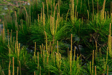 Japanese Black Pine fresh spring growth natural close-up, vibrant green needles and candles, Seoul, South Korea, Namsan Mountain, no person