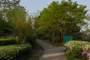 Peaceful park pathway with lush spring foliage and blooming azaleas against blue sky, Seoul, South Korea, Namsan Mountain