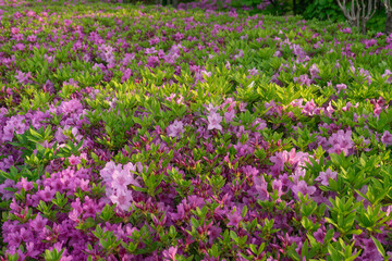 Korean Azalea Blossoms Vibrant and Fresh, Blooming in Springtime Against Lush Green Foliage, Seoul, South Korea, Namsan Mountain