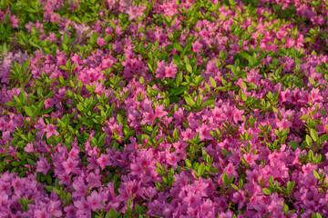 Azalea Flowers in Full Bloom Vibrant and Colorful Spring Blossom Against Green Foliage, Seoul, South Korea, Namsan Mountain