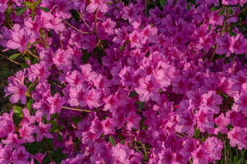 Azalea flowers in full bloom representing spring beauty against a natural garden background, Seoul, South Korea, Namsan Mountain