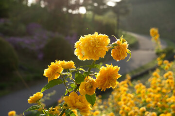 Bright yellow Kerria japonica flowers with cheerful mood blooming along a winding path against a sunlit garden background, Seoul, South Korea, Namsan Mountain