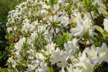 White Azalea Flowers in Full Bloom Representing Spring Abundance Against Namsan Mountain, Seoul, South Korea