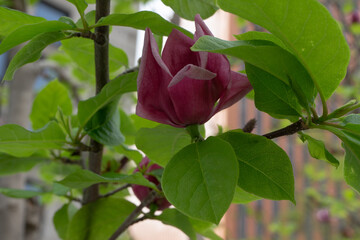 Magnolia liliiflora bud with fresh green leaves represents spring growth against an urban blurred background, Seoul, South Korea
