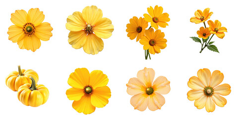 Obraz premium Collection of Yellow Flowers and Decorative Gourds Featuring Varied Blossoms Against a transparent Background Highlighting Bright Petals and Unique Forms