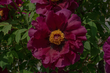 Deep Red Tree Peony Flower in Full Bloom with Fresh Green Leaves Against Natural Garden Background, Seoul, South Korea