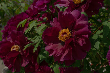 Close-up of blooming tree peony, vibrant mood, lush magenta petals and yellow center against green foliage, Seoul, South Korea