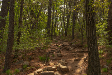 Rocky forest hiking trail with peaceful mood, sunlight filtering through trees, representing nature walk, Busan, South Korea, Jangsan Mountain