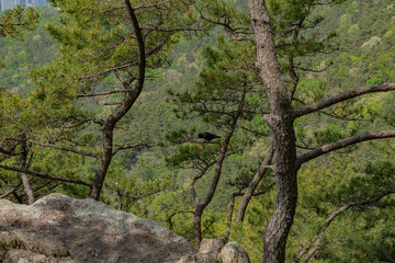Solitary black bird perched calmly on pine tree branch against lush green mountain forest, Busan, South Korea, Jangsan Mountain
