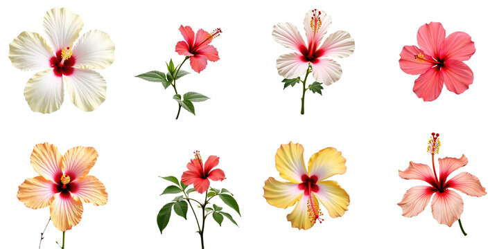 Vibrant Collection of Hibiscus Flowers Featuring Eight Distinct Varieties with Diverse Colors and Leafy Green Accents on a transparent Background