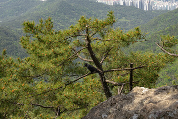 Large-billed crow calm perched on pine tree branch against lush Jangsan Mountain background, Busan, South Korea