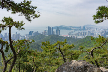 Urban skyline and lush pine trees, natural landscape view, overlooking Busan, South Korea, Jangsan Mountain, with distant city and sea panorama