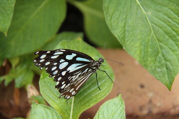 A Black and White Tropical Butterfly Resting on a Leaf.