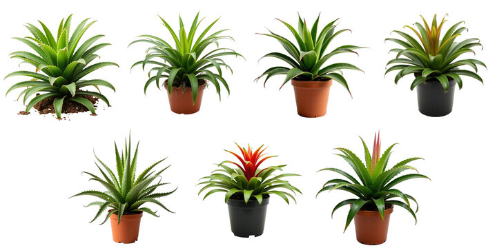 Variety of Bromeliad Plants in Pots Displayed Against a transparent Background Featuring Lush Foliage in Different Shapes and Colors with Some Blooms for Decorative Use