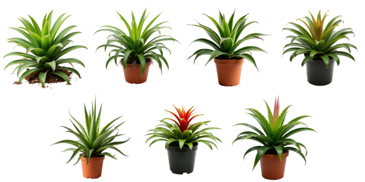 Variety of Bromeliad Plants in Pots Displayed Against a transparent Background Featuring Lush Foliage in Different Shapes and Colors with Some Blooms for Decorative Use