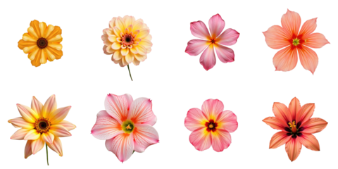 Colorful Floral Collection Featuring Eight Distinct Flower Varieties Displayed on a transparent Background Including Yellow, Pink, and Orange Blooms in Various Shapes and Sizes