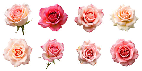 Obraz premium Collection of Eight Beautiful Roses in Varied Shades of Pink and Cream on a transparent Background Featuring Unique Petal Structures and Textures