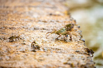 Crab on the beach runs along the pier. Exotic animals in resort places. The concept of a beach holiday in the tropics.