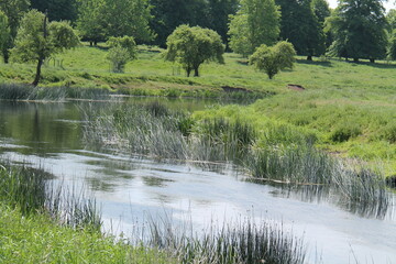 The Bankside Reeds of a Slow Flowing Country River.