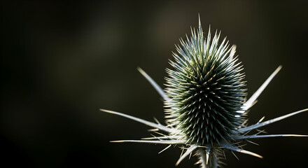 Obraz premium Dramatic Thistle Bloom With Sharp Spines And Dark Background