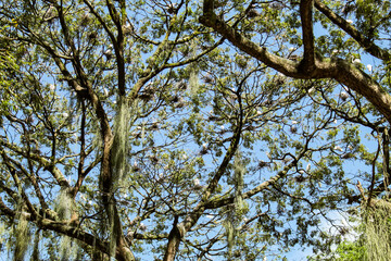 Many white herons in a large tree in Batista Campos square, in the city of Belém, state of Pará, northern Brazil