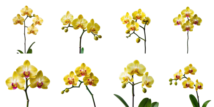 Yellow Orchid Collection Featuring Multiple Blooms Against a transparent Background Showcasing Varied Poses and Stages of Growth with Delicate Petals and Green Leaves