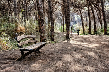 Panoramic view inside the pine forest that makes up the nature reserve of Marina di Cecina tombolo...