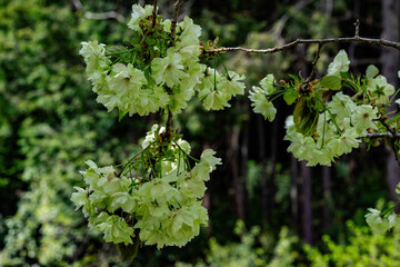 Fototapeta premium Gyoikou, green cherry blossom
