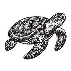 Fototapeta premium Turtle