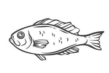 Obraz premium Red perch outline drawing in doodle style. Edible sea fish used in grilled, fried, and baked dishes. Seafood element for menus, recipes, and packaging. Vector illustration