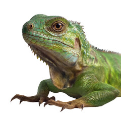 Fototapeta premium Green lizard on a transparent background animal image close-up view nature concept