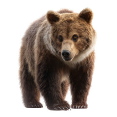 Obraz premium Grizzly bear encounter in nature wildlife photography with transparent background close-up natural habitat realism