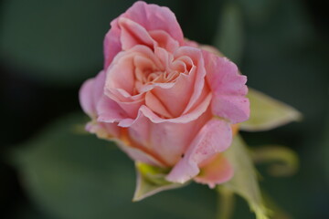 young pink and white rose at different scales