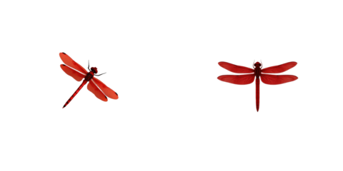 Two vibrant red dragonflies gracefully positioned against a stark transparent background, showcasing their intricate wing details and distinct body features for a striking visual impact.