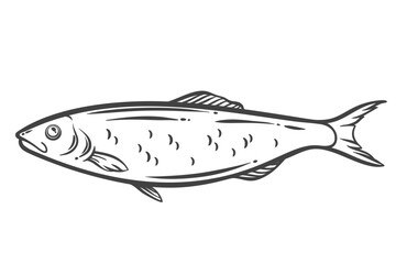 Herring fish outline drawing in side view, stylized with hand drawn monochrome lines. Seafood species often used in traditional dishes and preserves. Vector illustration of herring