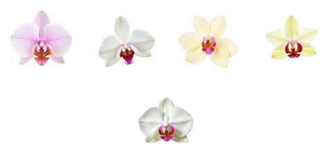 Collection of Five Beautiful Orchids on a transparent Background Featuring Pink, White, and Yellow Variations with Distinctive Petals and Center Details