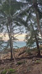 palm trees on the beach in thailand