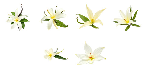 Collection of White Flowers on transparent Background Featuring Six Varieties with Delicate Petals and Green Leaves Ideal for Graphic Design and Decorative Use