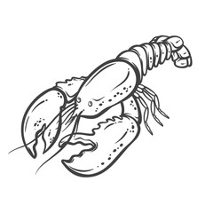 Lobster outline drawing in simple doodle style, shown with claws and segmented tail. Edible seafood crustacean for menus, labels, or pub food design. Vector illustration.