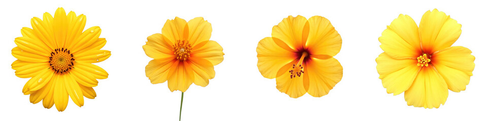 Collection of Four Distinct Yellow Flowers Displayed on a transparent Background Featuring Varying Petal Shapes and Sizes
