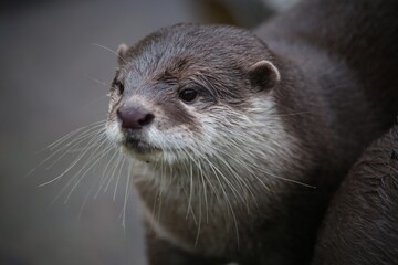 oriental small river otter