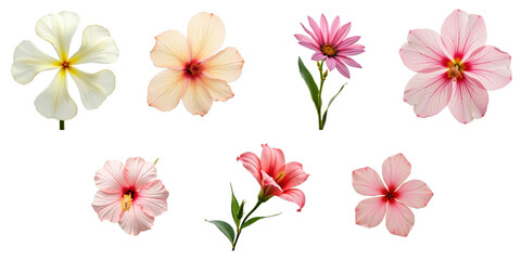 Fototapeta premium Variety of Colorful Hibiscus Flowers on transparent Background Including White, Pink, and Peach Shades with Green Leaves for Floral Decoration and Design Use