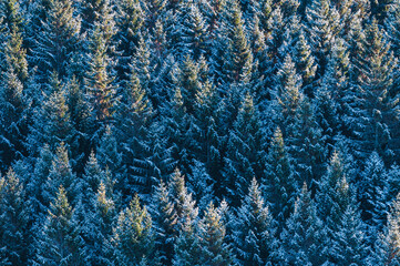 Frosty forest landscape in Sweden near Gothenburg showcasing winter's beauty and tranquility