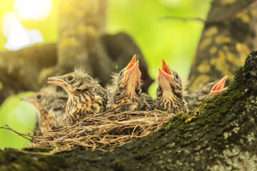 Baby birds, chicks of thrush in nest on tree branch close up in spring nature on sun in sunlight