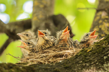 Five Baby birds, chicks of thrush in nest on tree branch close up in spring nature in sunlight