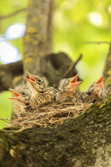 Baby birds, hungry chicks of thrush in nest on tree branch close up in spring nature in sunlight