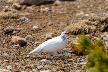 雷鳥　アルペンルート　春の室堂