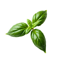 A close up  of a vibrant green basil plant with three leaves    isolated on transparent background