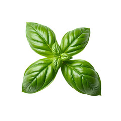 A close up  of a fresh basil plant with vibrant green leaves on a dark  space isolated on transparent background